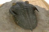 Gorgeous Zlichovaspis Trilobite - Orange Eye Preservation #334842-5